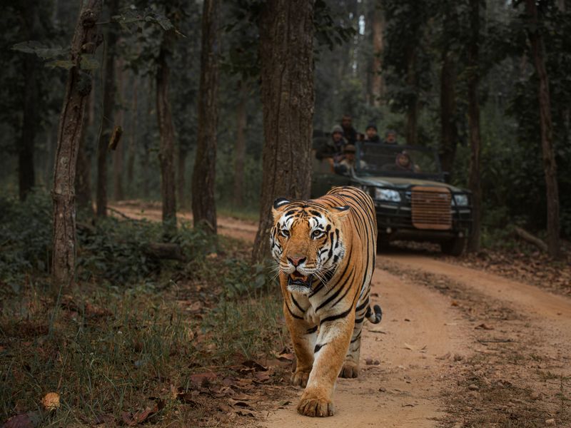 Madhya Pradesh A Wildlife Heaven of India 