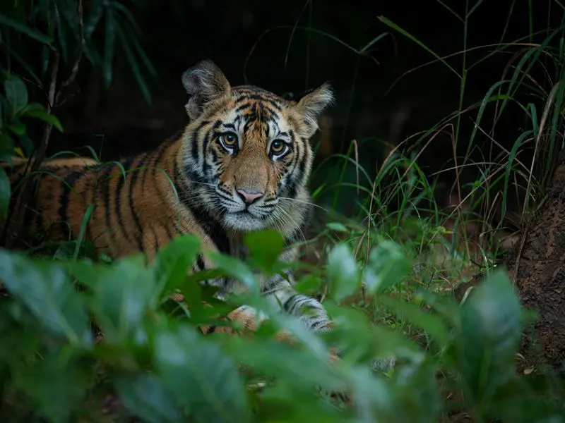Madhya Pradesh A Wildlife Heaven of India 3