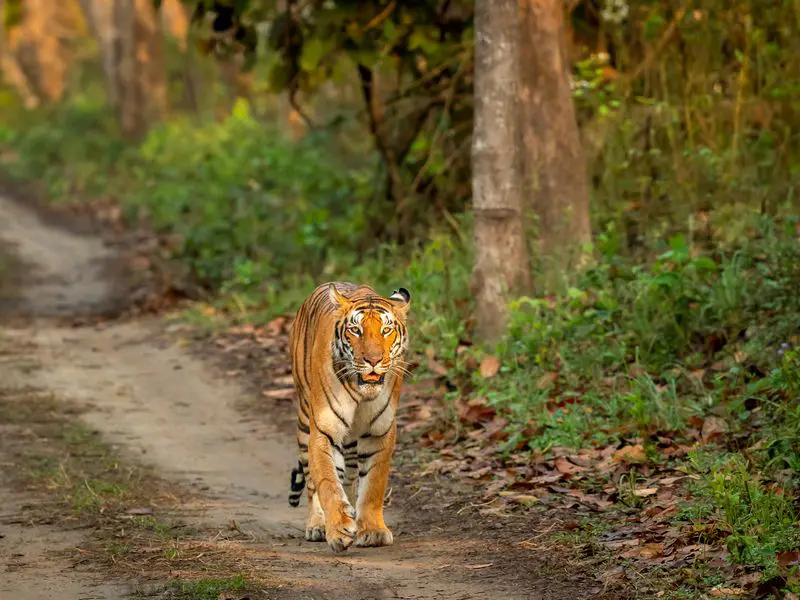 wild bengal female tiger panthera tigris head on walking at pilibhit national park forest reserve uttar pradesh india tigress head on in natural green scenic background in winter season morning safari
