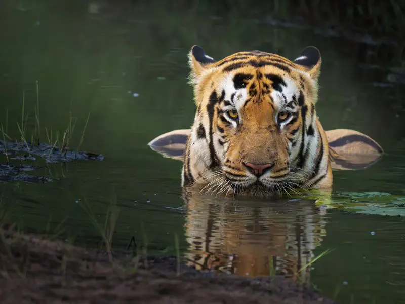 Portrait of Royal Bengal Tiger at Tadoba Tiger Reserve in its natural habitat