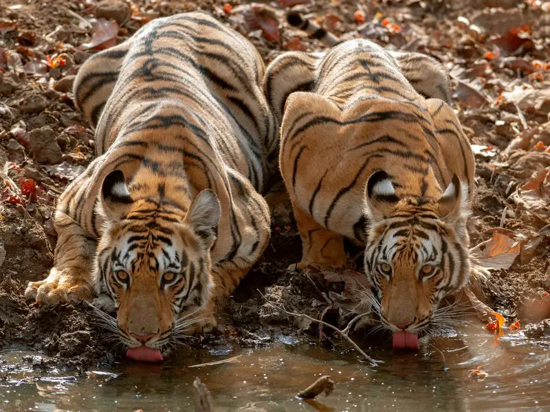 Two young tigers drinking water at Tadoba Andhari Tiger Reserve, Chandrapur, Maharashtra, India