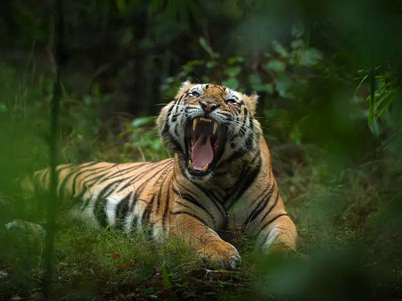 Madhya Pradesh A Wildlife Heaven of India 8