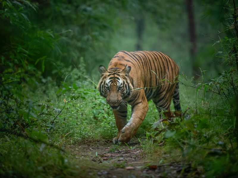 Madhya Pradesh A Wildlife Heaven of India 9
