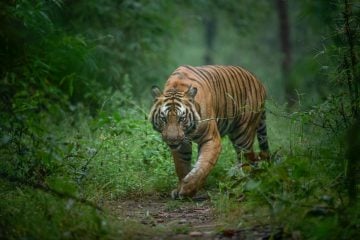 Tigers in Tribal Myths and Local Legends