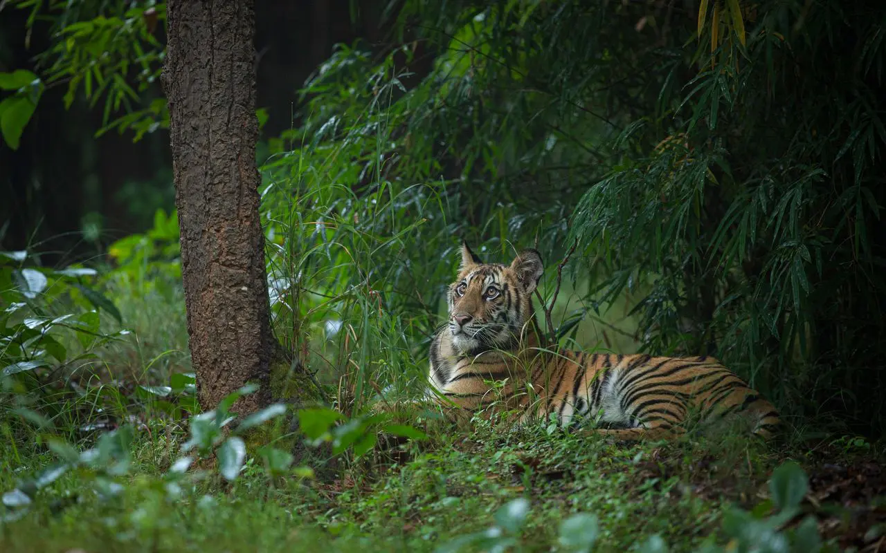 female tigeress resting under tree