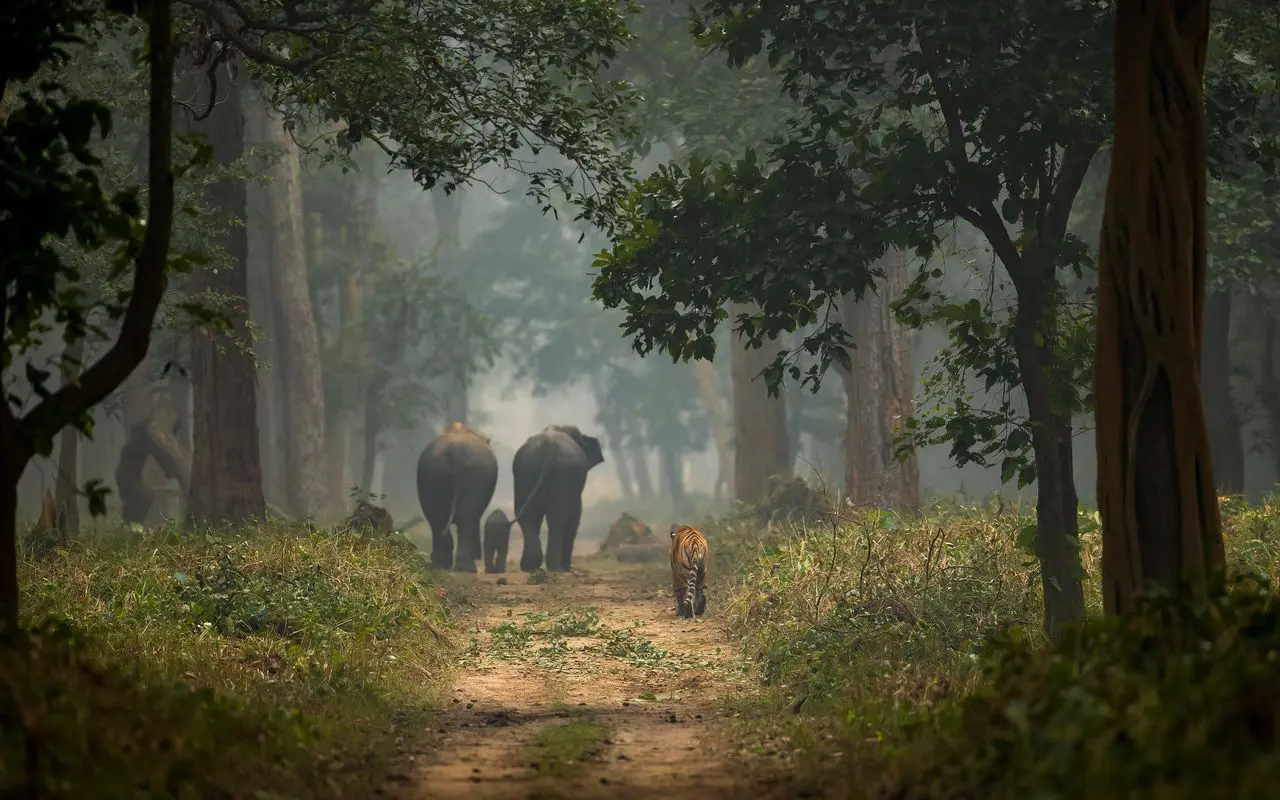 tiger and elephants spotted in dudhwa