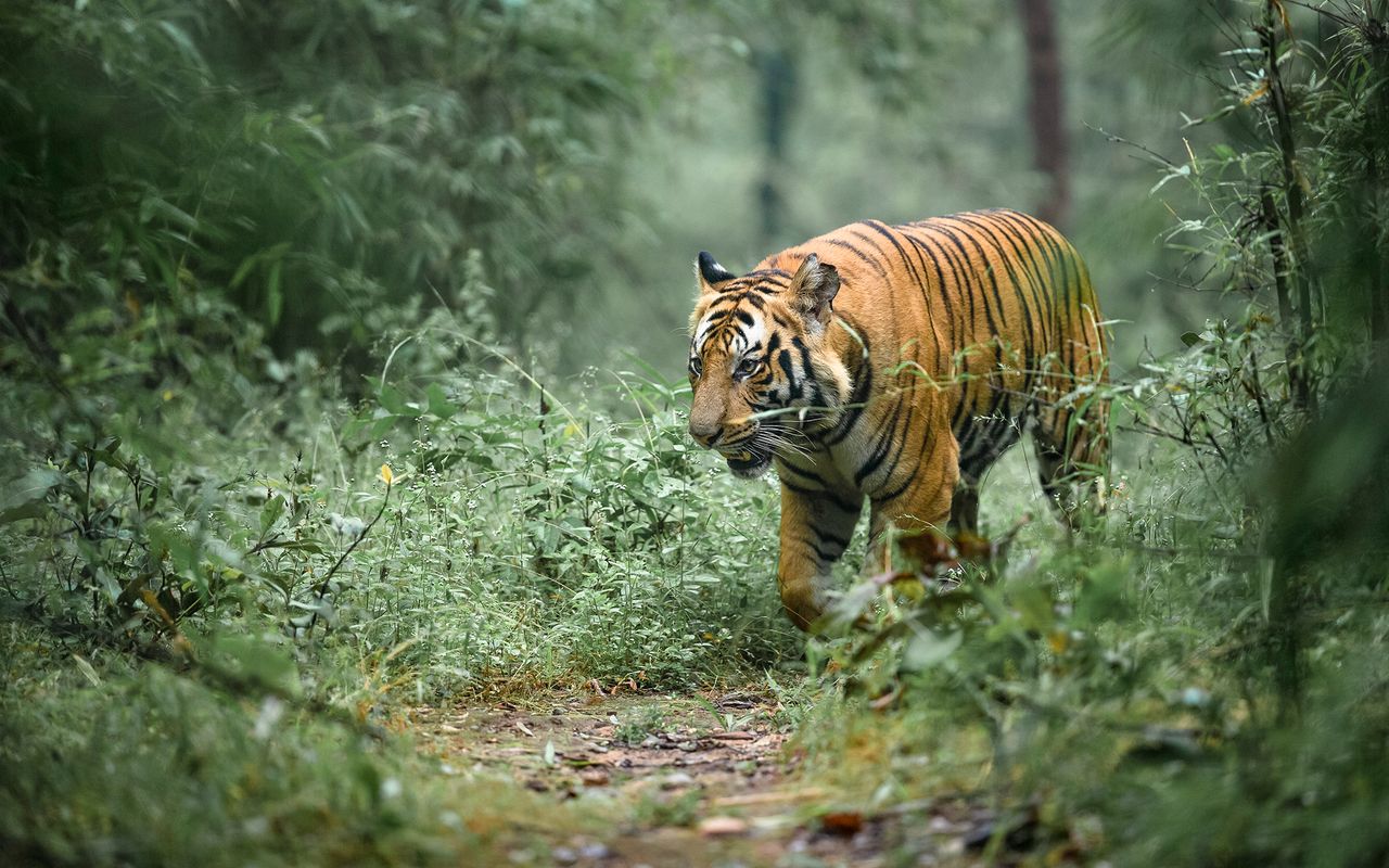 tiger roaming in bandhavgarh national park