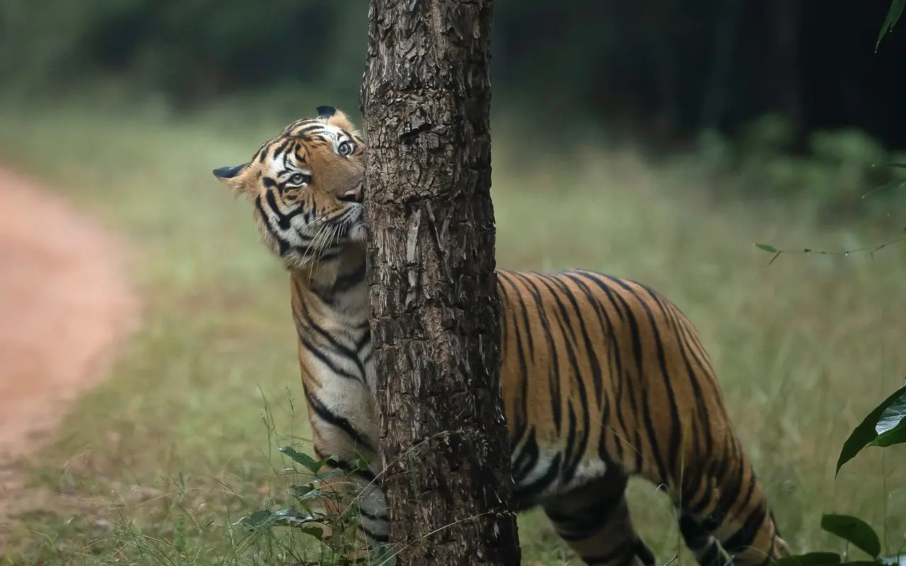 tiger using tree to mark his territory