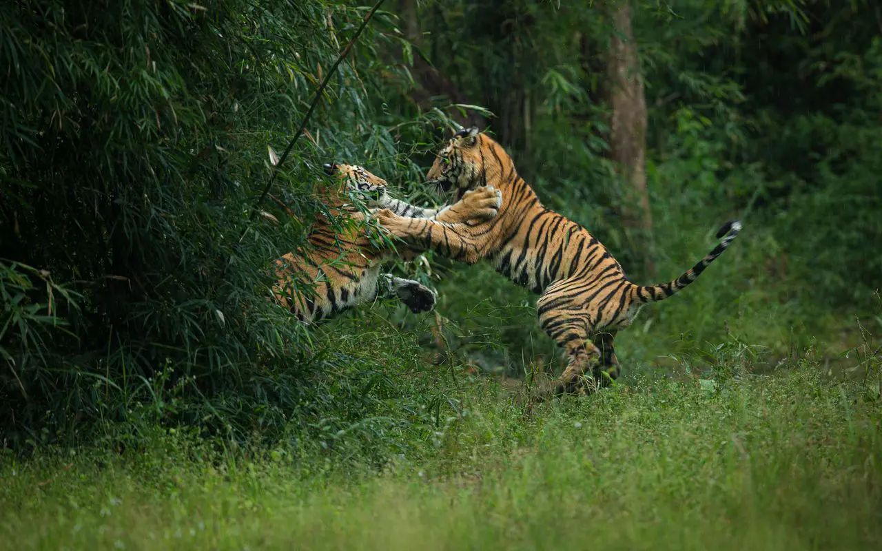 two male tigers fighting