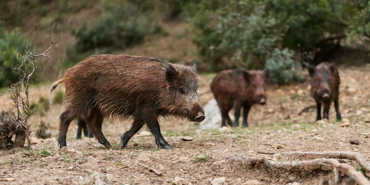 wild boars nature