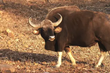 a gaur faces the camera near paddy field -Human-Wildlife Conflict in India