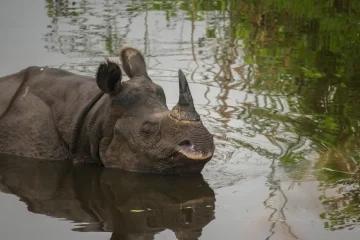 Tigers & Rhinos of indian wildlife - Corbett & Dudhwa Safari Tour