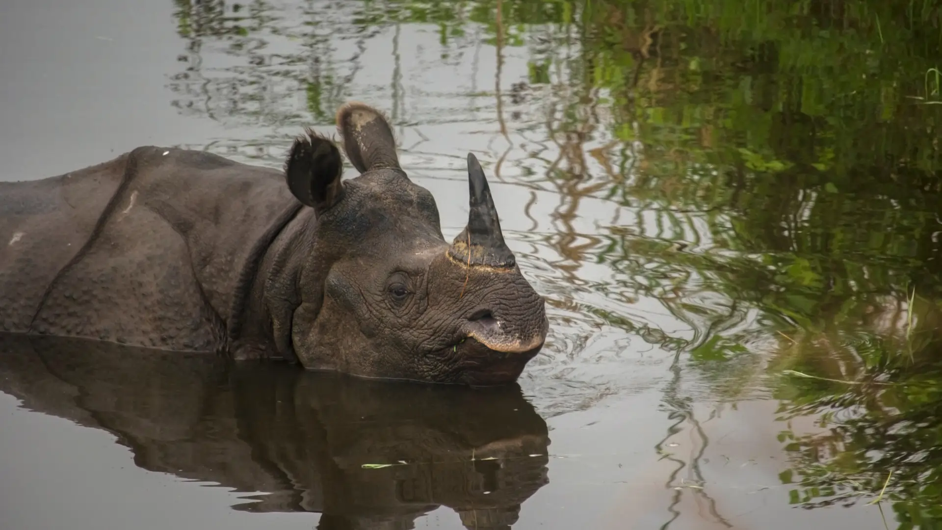Tigers & Rhinos of Corbett & Dudhwa Safari Tour