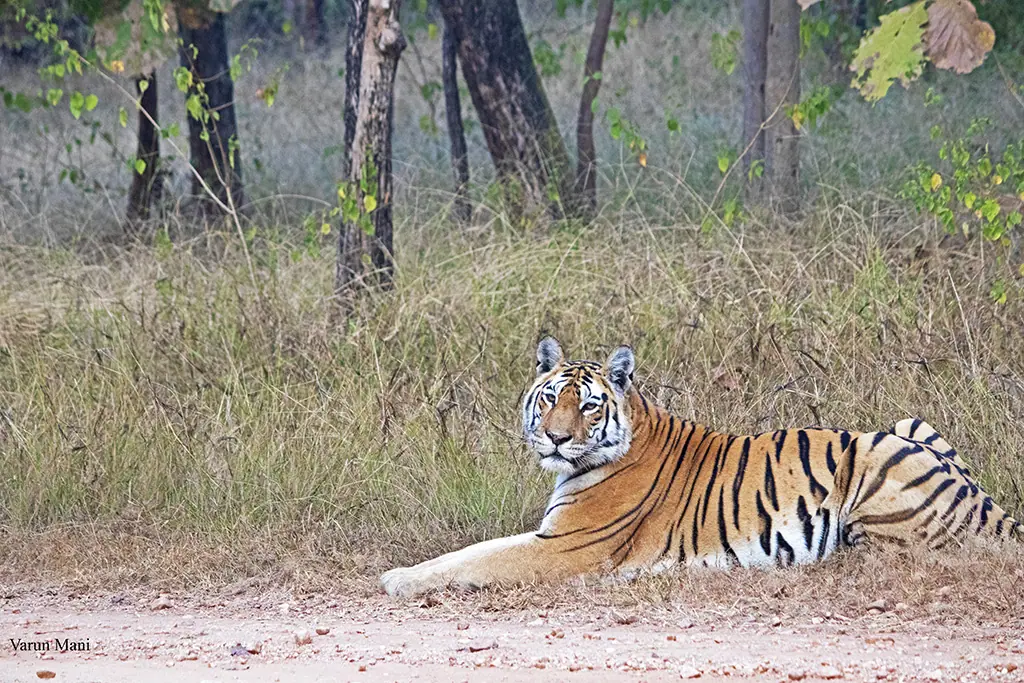 collarwali the tigress