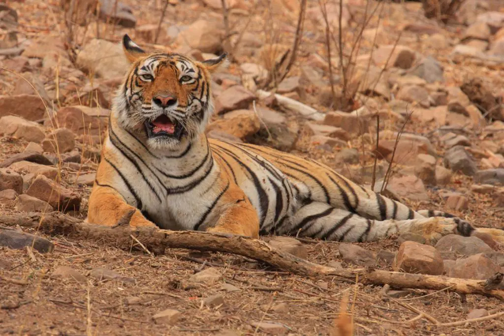 machhali tigress ranthambore