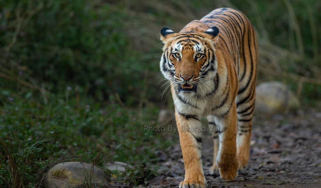 tiger roaming in wild