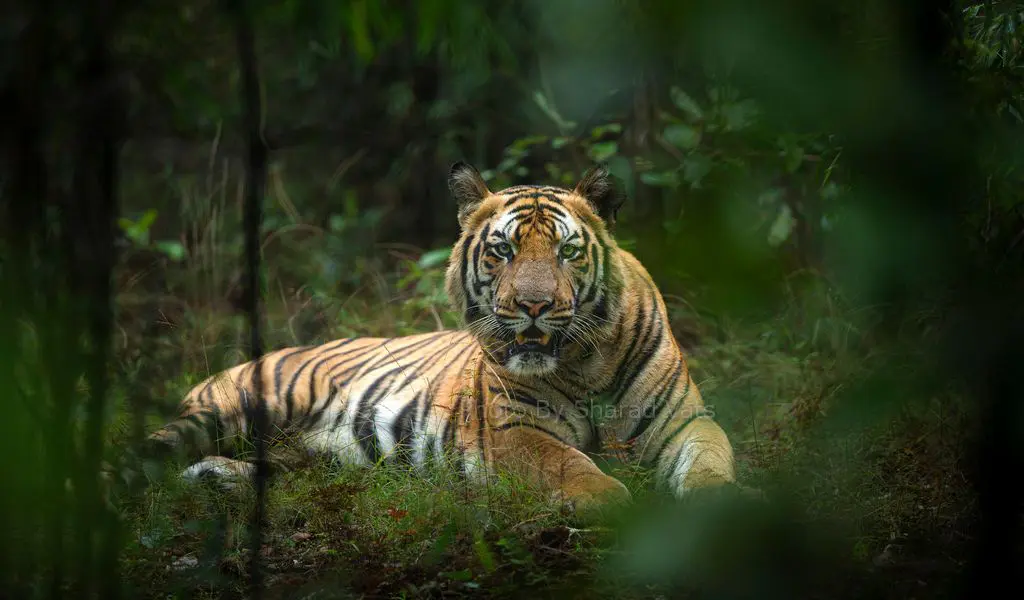 tiger sitting in bandhavgarh