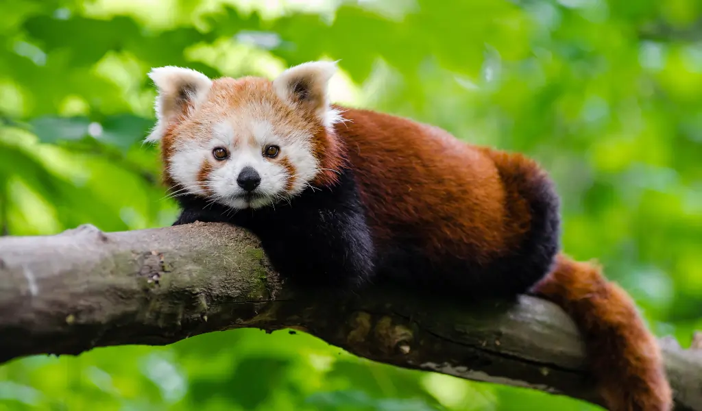 Cute Red Panda in jungle Cute Red Panda in jungle