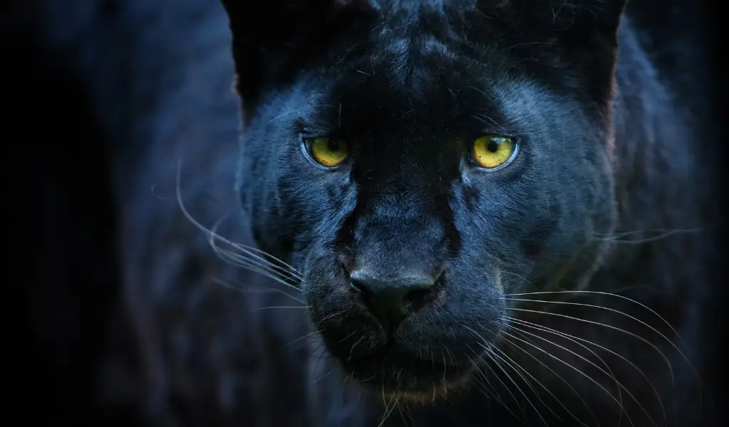 a black leopard coming out of the dark a black leopard coming out of the dark