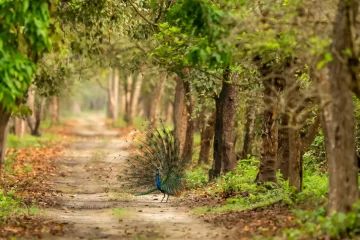 the field guides for your wildlife adventures