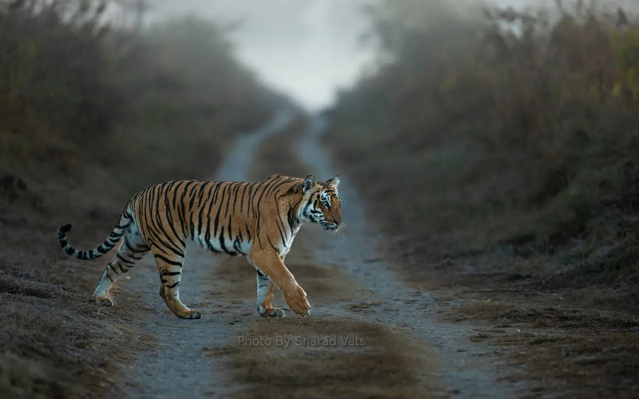 tiger crossing in corbett national park tiger crossing in corbett national park