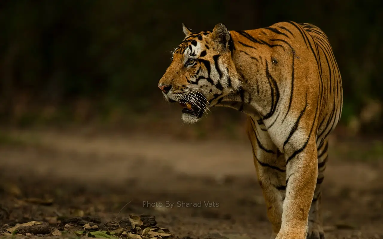tiger sighting in sariska naitonal park mp tiger sighting in sariska naitonal park mp