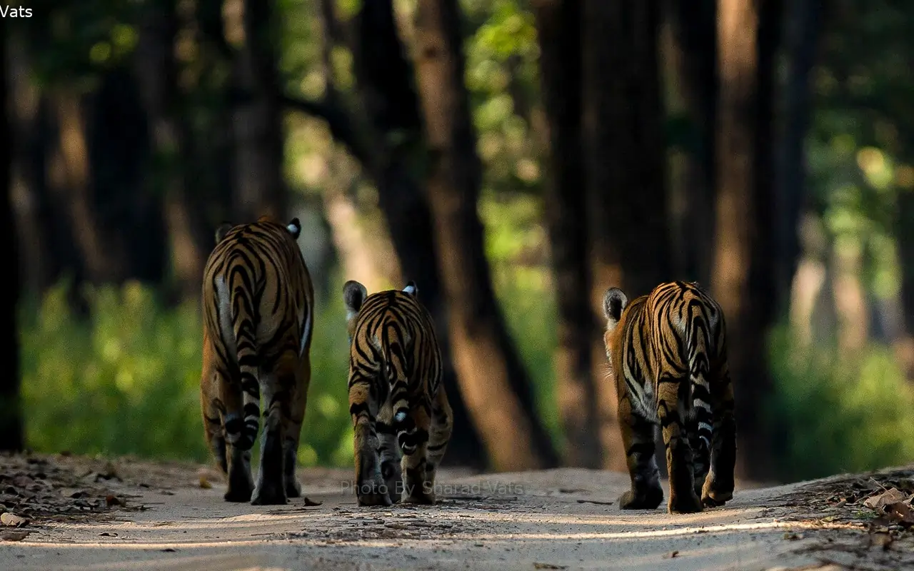 tigeress spotted with her cubs in bandhavgarh national park tigeress spotted with her cubs in bandhavgarh national park