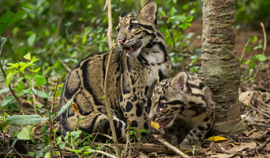 Clouded Leopard (Neofelis Nebulosa) Clouded Leopard (Neofelis Nebulosa)