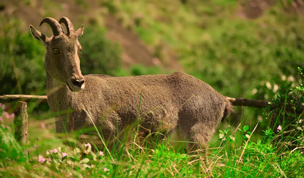 Wild goat Nilgiri Tahr Wild goat Nilgiri Tahr