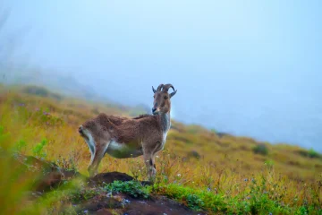 Wildlife Wonders of Tiger Reserves