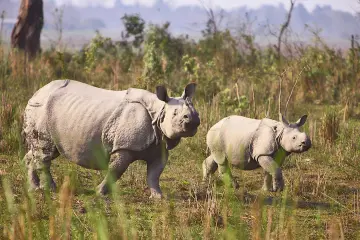 A Mother and a baby of One Horned Rhino (Rhinoceros unicornis) in pobitora national park
