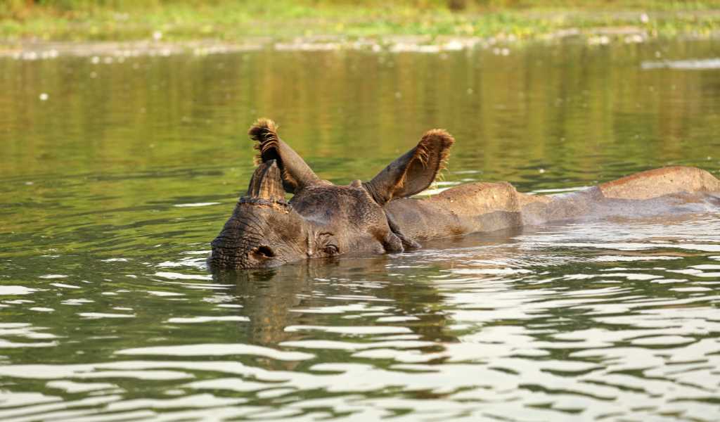 Greater One Horned Rhino