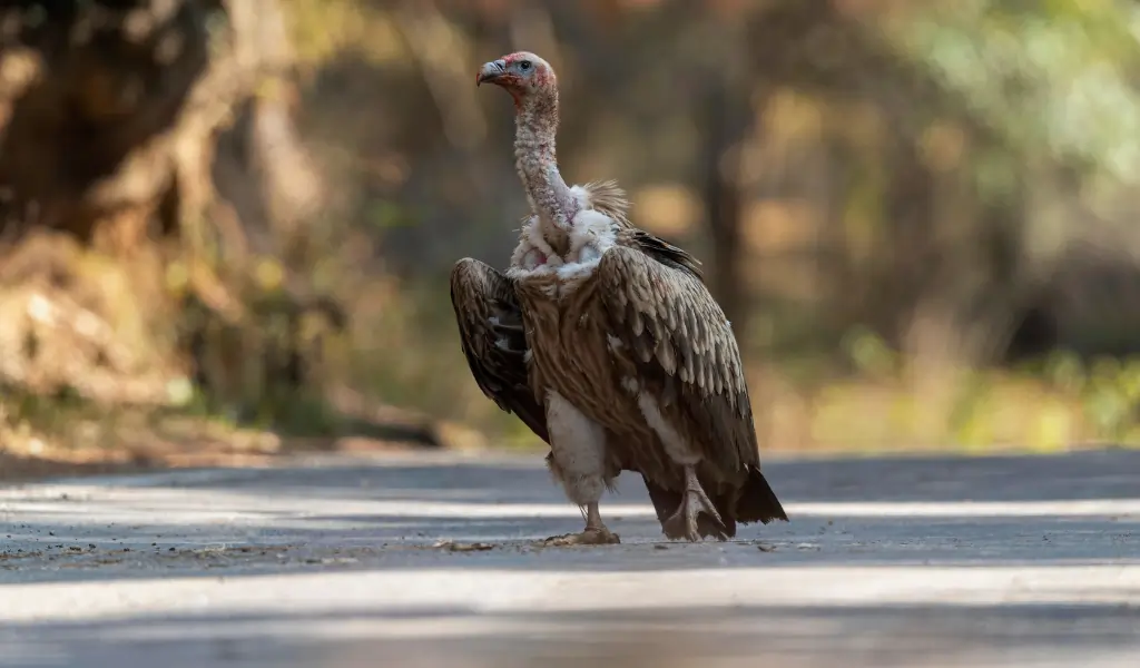 Himalayan vulture, Gyps himalayensis, Chopta, Uttarakhand, India. Near Threatened on the IUCN Red List