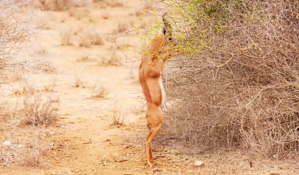 Portrait of gerenuk browsing bushes, standing on hind legs at African savannah