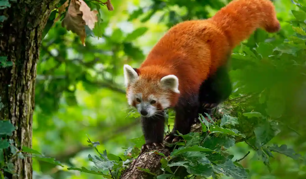 Red Panda Ailurus fulgens walking and climbing on the branch in the forest, carnivoran native to the eastern Himalayas and southwestern China, listed as Endangered on the IUCN Red List