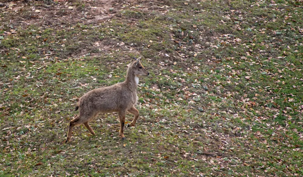The Himalayan goral, Naemorhedus goral. Listed as Near Threatened on the IUCN Red List , Chopta, Garhwal, Uttarakhand, india