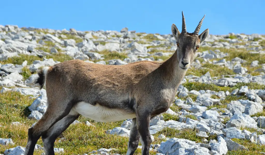 Wild Ibex on Rocky Terrain in Gresse en Vercors