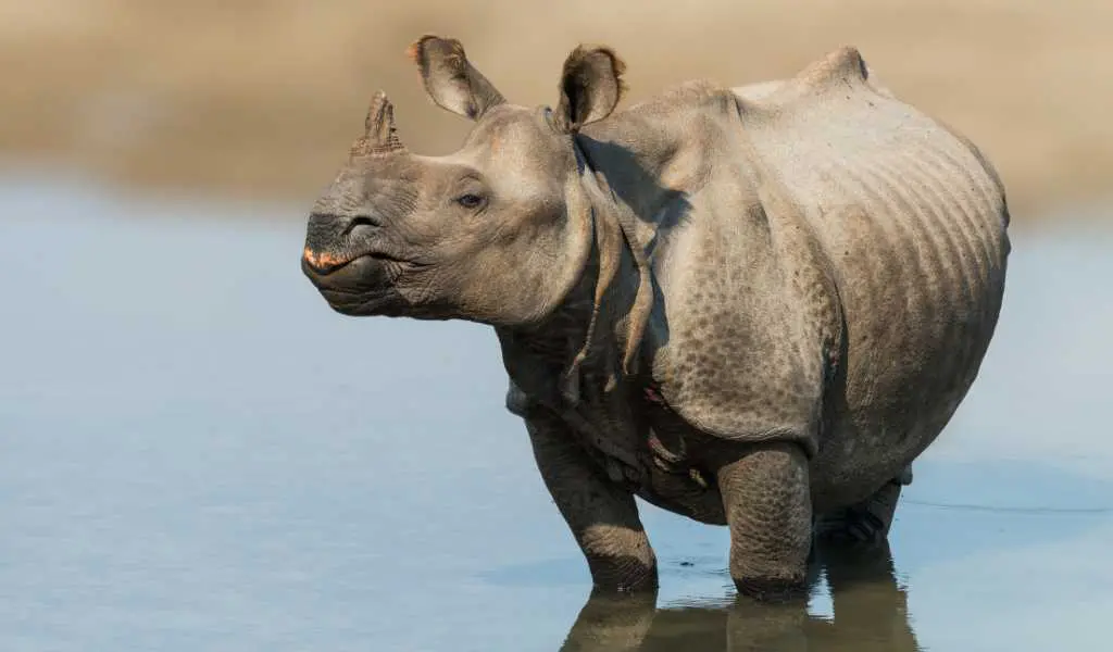 Wild Rhino