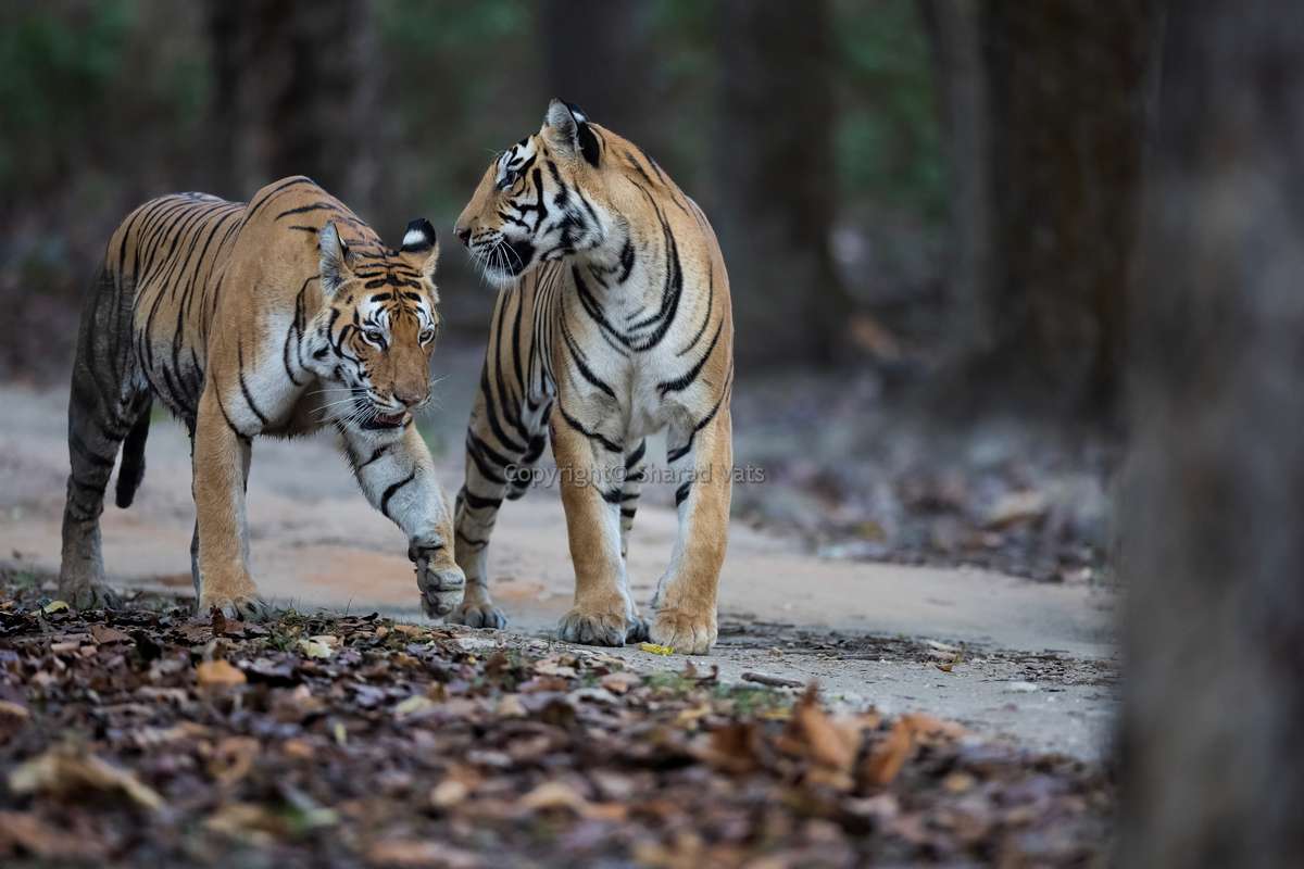 Tiger Safari India Tours & Holidays Tiger Safari India Tours & Holidays