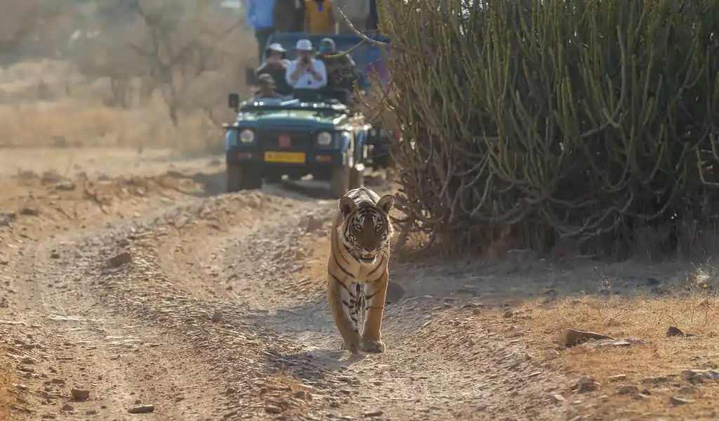 Bengal tiger from the Ranthambore national park on Jeep Safari, Rajasthan, India Bengal tiger from the Ranthambore national park on Jeep Safari, Rajasthan, India