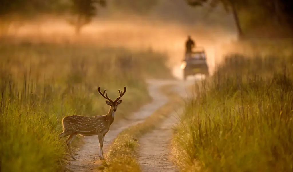 Spotted Deer, Axis axis, Dhikala, Jim Corbett National Park, Uttrakhand, India Spotted Deer, Axis axis, Dhikala, Jim Corbett National Park, Uttrakhand, India