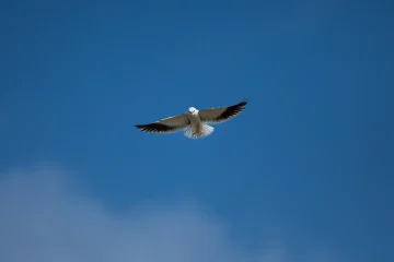Beyond the Tiger Discover the Many Wonders of Corbett
