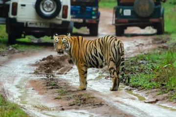 How Far Is Safe Understanding Distance from Dangerous Wildlife