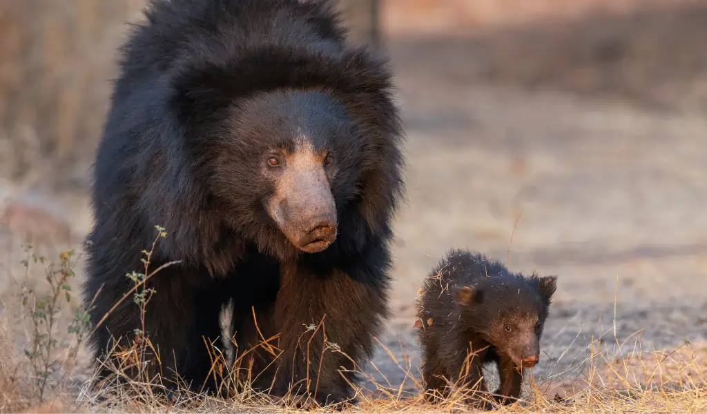 Indian Sloth Bear, Melursus ursinus, Daroji Sloth Bear Sanctuary, Karnataka, India Indian Sloth Bear, Melursus ursinus, Daroji Sloth Bear Sanctuary, Karnataka, India