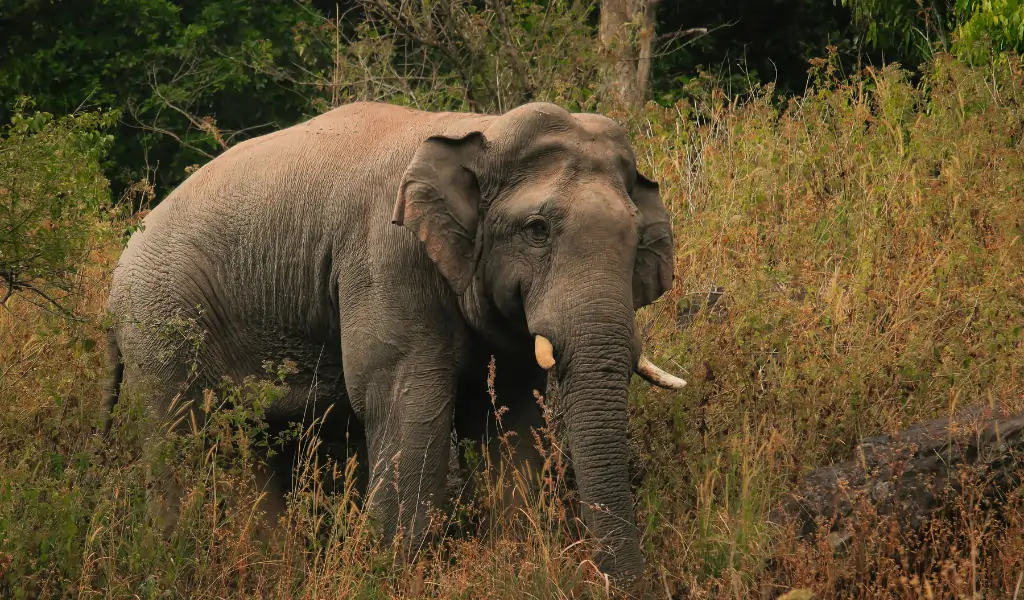Majestic Asian Elephant in Natural Habitat Majestic Asian Elephant in Natural Habitat