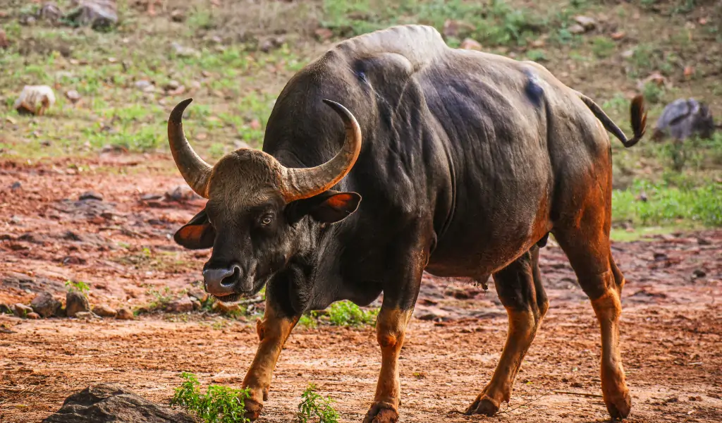 Majestic Indian Gaur in Natural Habitat Majestic Indian Gaur in Natural Habitat