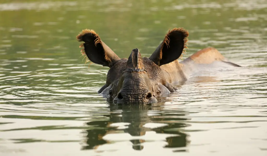 Rhino Submerged in Water Rhino Submerged in Water