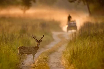 Spotted Deer, Axis axis, Dhikala, Jim Corbett National Park, Uttrakhand, India - how to book permit