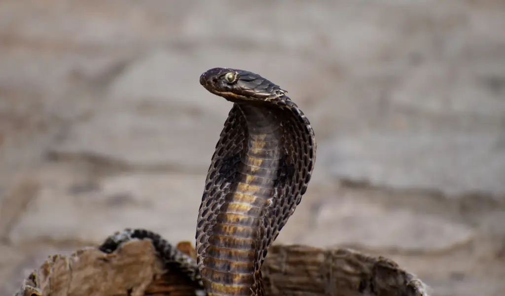 This is an image of cobra snake on snake charpent This is an image of cobra snake on snake charpent