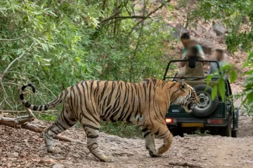 Tiger in jungle spotted on a jeep safari from very close. Best time to visit india for wildlife